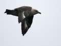 South Polar Skua